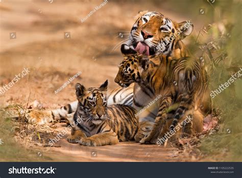 Royal Bengal Tiger Cub Stock Photo Shutterstock