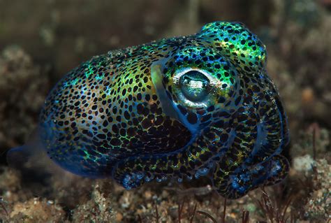 Bobtail Squid Wallpapers Animal Hq Bobtail Squid Pictures 4k