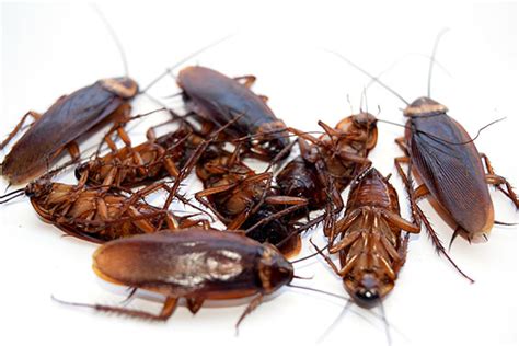 Cockroach Control Anthem Pest Control