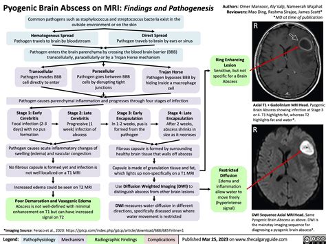 Pyogenic Brain Abscess On MRI Findings And Pathogenesis Calgary Guide