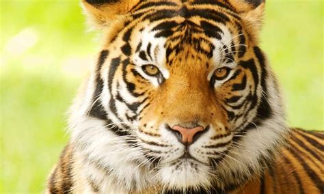 Bengal Tiger Endangered Species Ashantiknoedawson