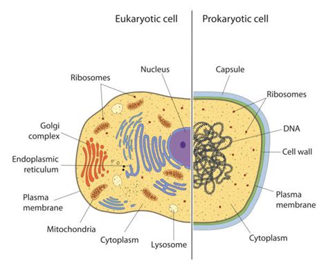 Eukaryotic Cell Illustrations Royalty Free Vector Graphics And Clip Art