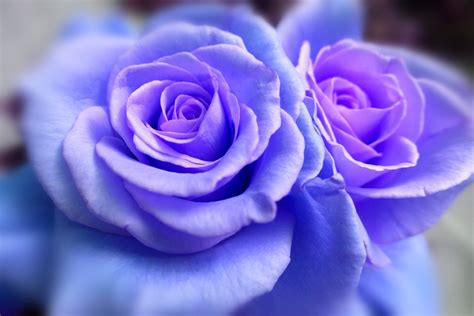 图片素材 性质 厂 紫色 花瓣 花的 蓝色 特写 镜像 Floribunda 宏观摄影 开花植物 花园玫瑰 玫瑰