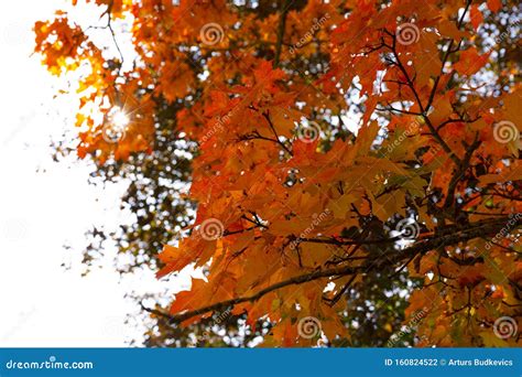 Maple Tree With Golden Leaves Against Bright Sky Beautiful Autumn Day