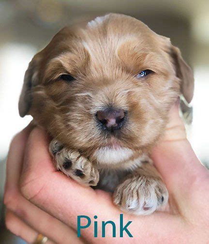 Grace manor australian labradoodles provides exceptional breeding services to clients in eastern north carolina. Australian Labradoodle Puppies - Daisy Hill Australian ...