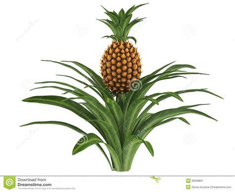 Pineapple Bush Stock Image Image 36638801