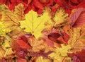 Image of autumn leaves | CreepyHalloweenImages