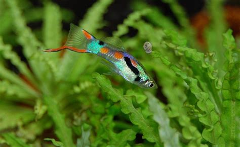 Le Guppy En Aquarium Conseils Et Bonnes Pratiques D Levage