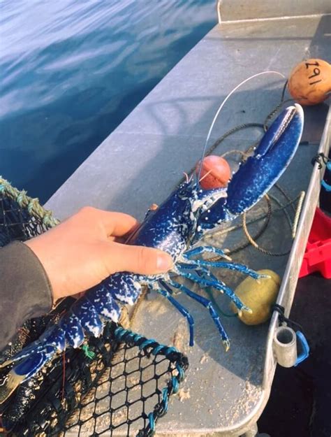 Fisherman Captures Rare Blue Lobster One In Two Million Pet Rescue