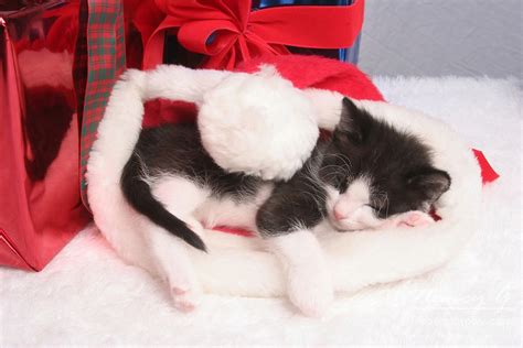 Cute Kitten Sleeping Inside A Santa Hat Sleeping Kitten Kittens