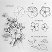 22 Easy How to Draw Flowers Step-by-Step Tutorials | Flower drawing ...