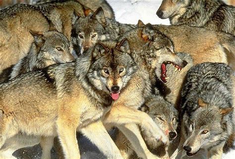 O Que Significa Um Lobo Alfa O Que Ele Representa Para O Grupo