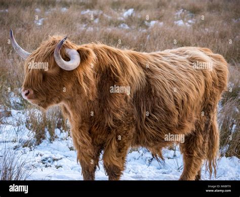Highland Cows In The Snow Following The Beast From The East Storm Of