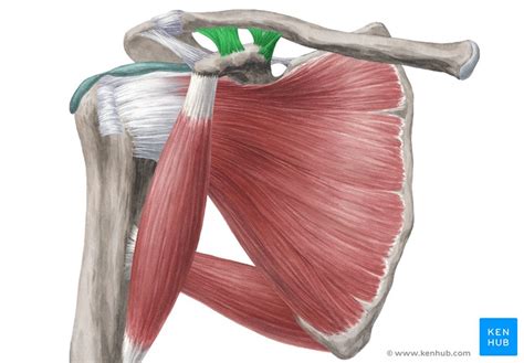 Fascias And Spaces Of The Shoulder Girdle Anatomy Kenhub