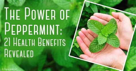 The Power Of Peppermint 21 Health Benefits Revealed Peppermint