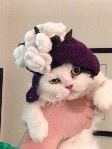 15 silly cats wearing hats