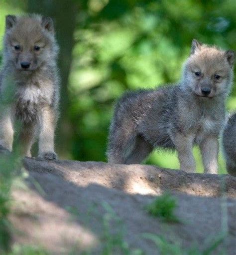 Arctic Wolf Pups Debut At Denmark Zoo Its So Fuzzy And
