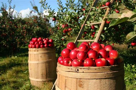 High Density Apple Farming Planting Spacing Yield In India Agri