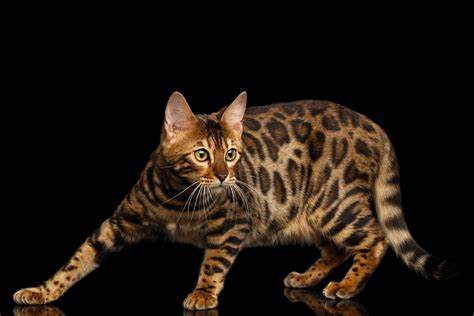 History Of Cat Breeds Where Did Cat Breeds Come From Cat World