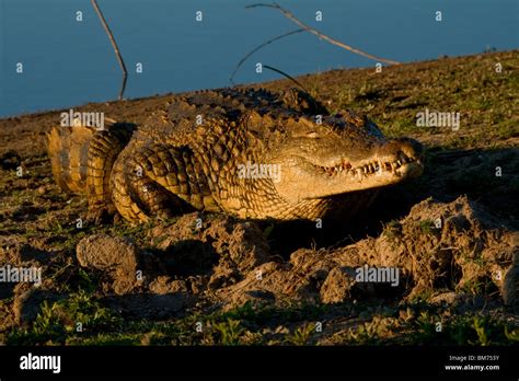 Nile Crocodile Crocodylus Niloticus Greater Kruger National Park