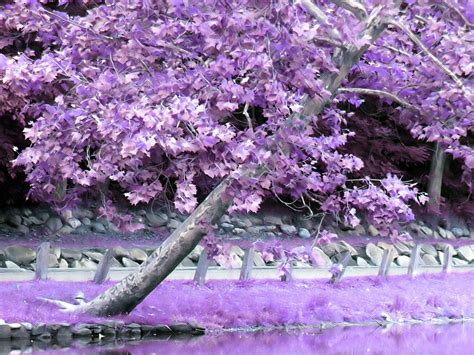 Purple Tree Japan Kesilprofessionals