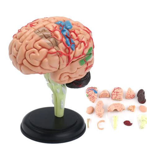 4d Disassembled Anatomical Human Brain Model School Educational Anatomy