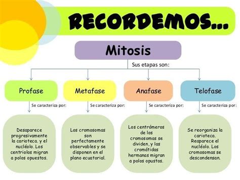 Diferencias Entre Células Diploides Y Células Haploides Cuadros