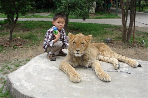 What I Like Shanghai Wild Animal Park