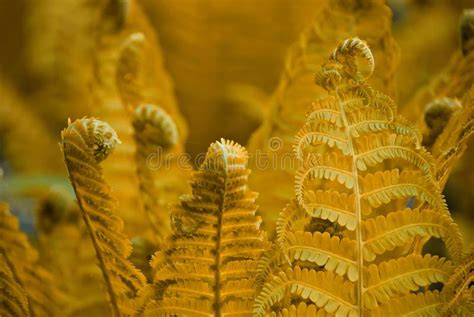 Yellow Fern Leaves Closeup Of Yellow Fern Leaves Stock Image Image