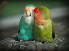 PicturesPool: Love Birds Wallpapers | Beautiful Birds Pictures
