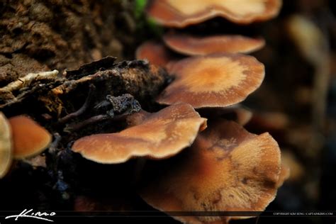 Wild Mushrooms From North Carolina Fungi Royal Stock Photo