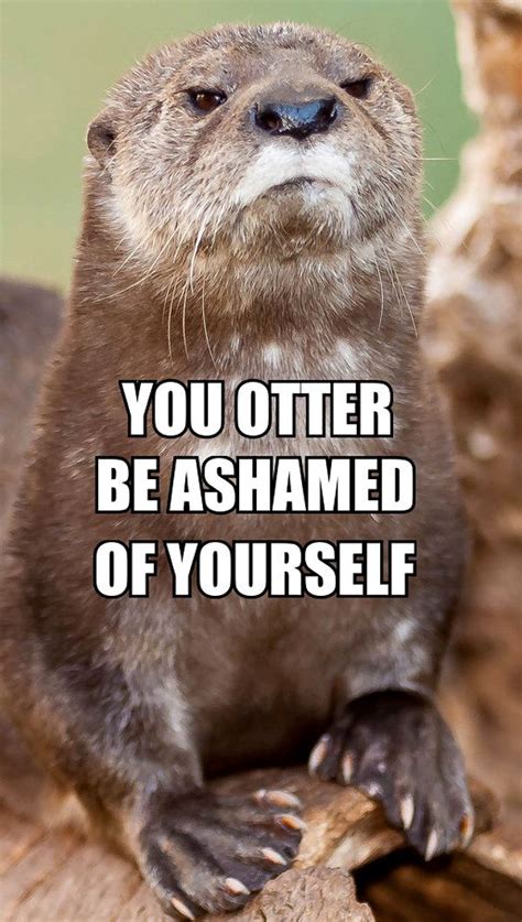 You Otter Be Ashamed Of Yourself Otter Meme Comment Animal