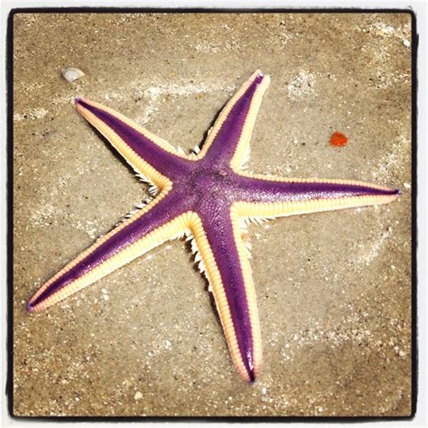 Beautiful Purple Sea Star At Wrightsville Beach Sea Shell Decor