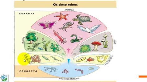 Classificação Dos Seres Vivos Portal Pead Classificação Dos Seres