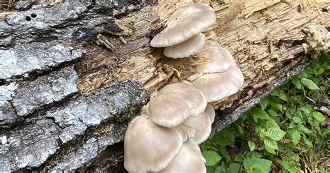 Try Targeting Something New In The Woods Mushrooms Virginia Dwr