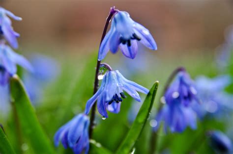 6 Easy To Grow Bulbs For Beautiful Spring Flowers