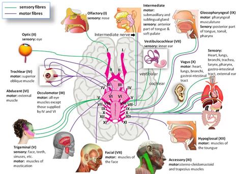 Click This Image To Show The Full Size Version Nerve Human Anatomy