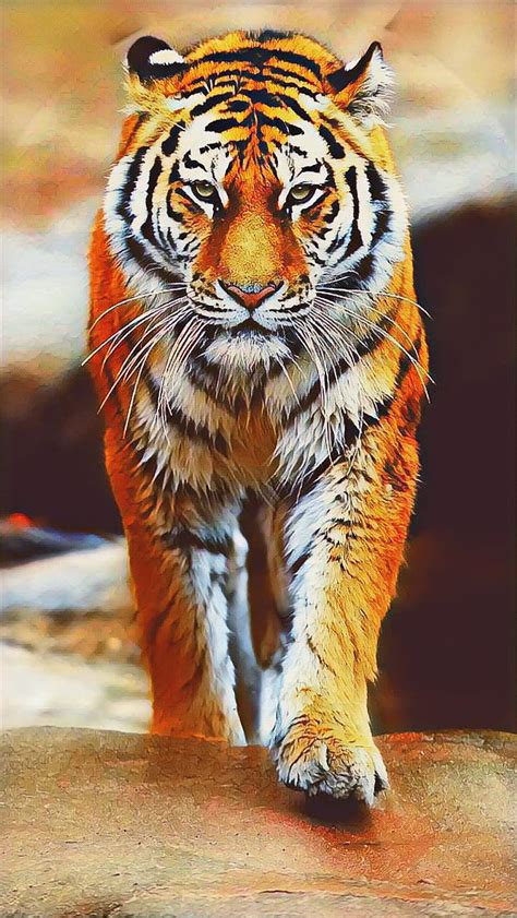 Top 48 Imagen Imágenes De Tigres Para Fondo De Pantalla Thptnganamst