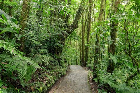 The Best Things To Do In Costa Ricas Monteverde Cloud Forest