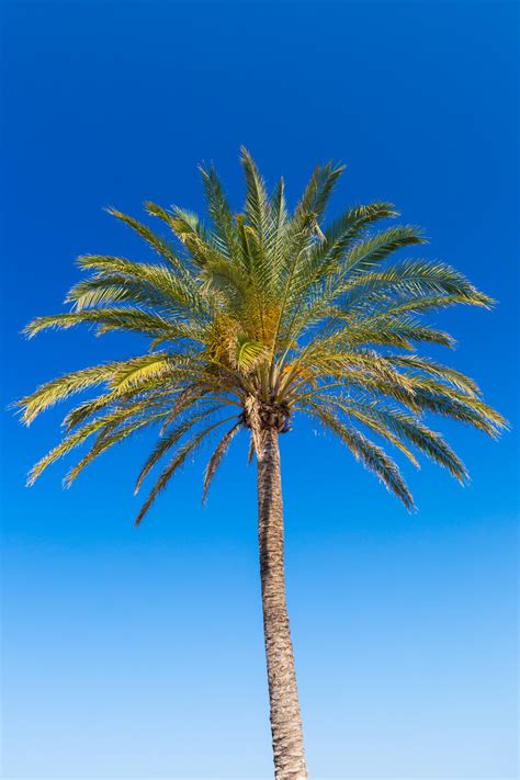Palm Tree And Blue Sky Free Stock Photo Public Domain