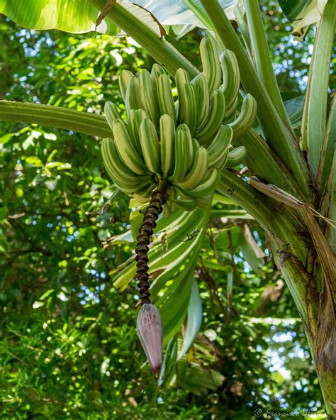 Royal Variegated Banana Musa Ae Ae Fairchild Tropical Botanic