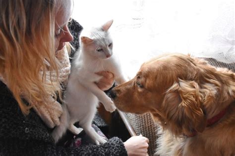 Are Dog People Really Happier Than Cat People Metro News