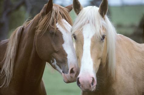 True Love All The Pretty Horses Beautiful Horses Animal Wallpaper