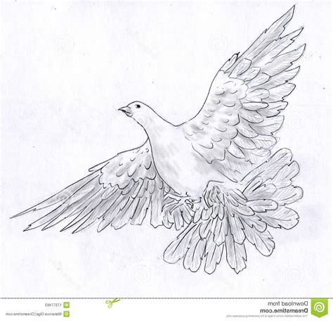 White Dove Sketch At Explore Collection Of White