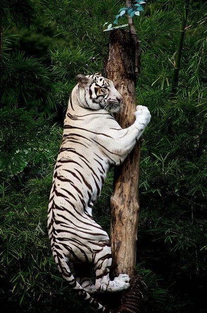 Climbing White Tiger Tiger Pictures Big Cats Wild Cats