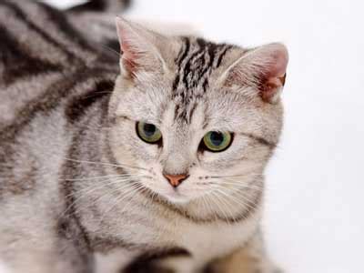Having said that i have never owned one he is your regular domestic shorthair tabby. American Shorthair - Price, Personality, Lifespan