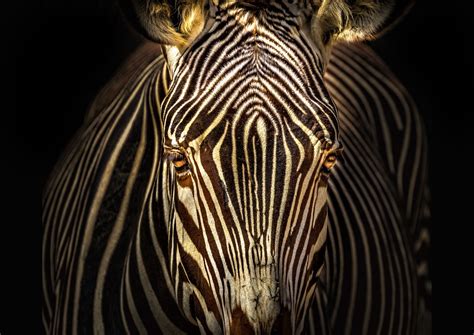 Zebra Facts and Symbolic Meaning on Whats-Your-Sign