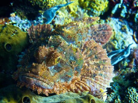 Masters Of Camouflage Stonefish And Scorpionfish Aquaviews