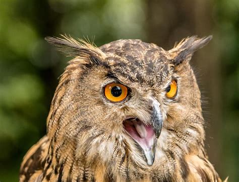 Amazing Facts About Owls Always Pets