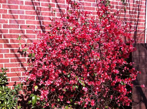 It has dark green foliage which emerges red in spring. Red Flowering Quince | Project Noah